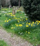 Swathes of daffodils between yew trees and tombstones