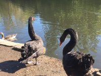 two black swans by blue water